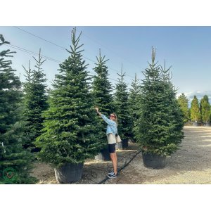 Normandská jedľa (Abies Nordmanniana) - výška 300-350 cm, kont. C230/300L